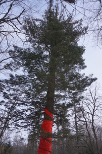 森林中系红布的高大树木