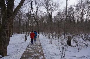 冬日林间漫步的人群