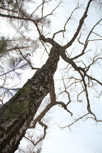 仰拍光秃树干与天空