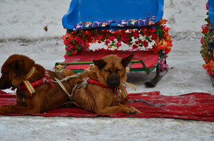 雪地中的拉雪橇犬