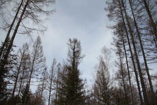 森林中的高耸树木