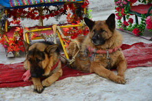 雪地中休憩的两只德国牧羊犬