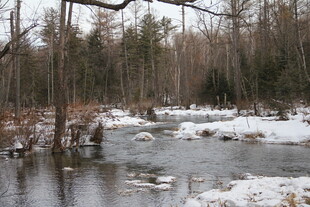 冬日林间溪流雪景