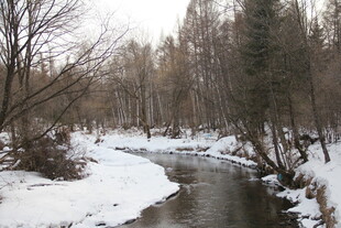 冬日雪覆溪流边树林