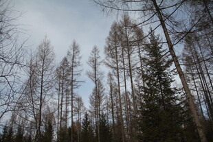 冬日枯树林景观