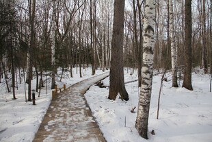 冬日林间雪中小径