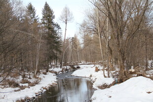 冬日林间溪流雪景