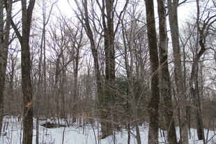 冬日雪覆树林景象