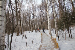 冬日雪林中小径