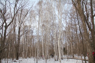 冬日白桦林雪景