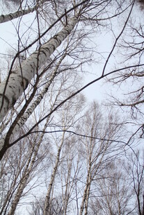 冬日光秃树林景象