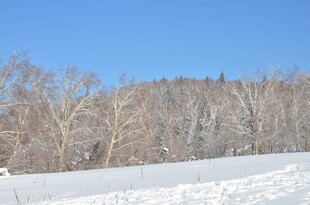 冬日雪林蓝天美景