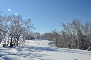 冬日雪景中的树木景观