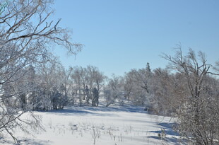 冬日雪景中的树林景观