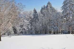 冬日雪景中的宁静树林