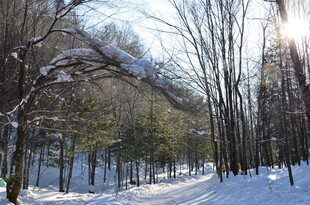 冬日雪覆树林美景