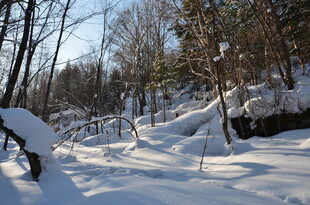 冬日雪覆树林美景