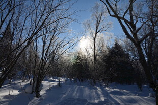 冬日雪林阳光景