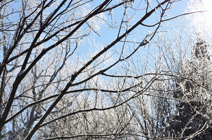 冬日光秃树枝景象