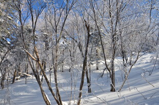 冬日雪覆树林美景