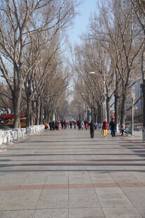 冬日林荫步道行人漫步