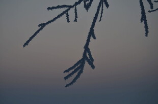 冬日枝头 静谧萧瑟之景