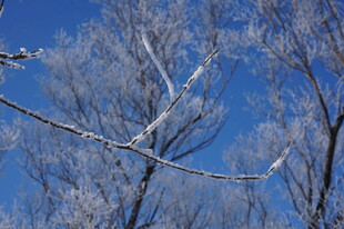 冬日枝头覆霜的美丽景象