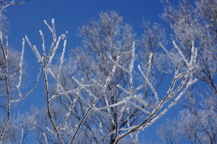 冬日霜枝映蓝天