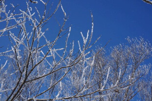 冬日枝头覆冰美景