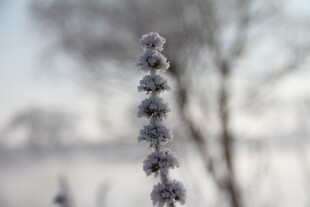冬日枝头覆霜的植物