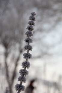 一枝毛茸茸植物特写
