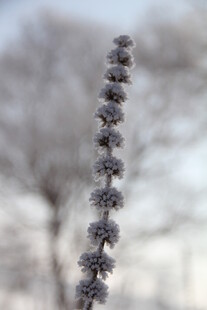 冬日里的一株绒毛植物
