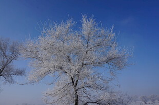 冬日雾凇覆盖的孤树美景