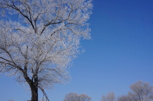 冬日枝头的冰雪美景