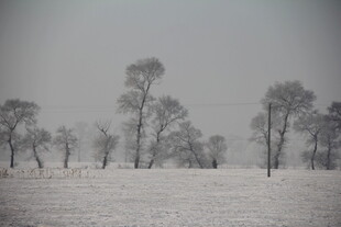 冬日雪野中的稀疏树木