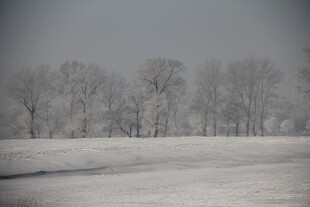 冬日雪覆田野树木景观