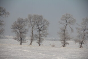 冬日雪野中的枯树景观