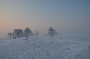 雪地中孤独的行者与树木