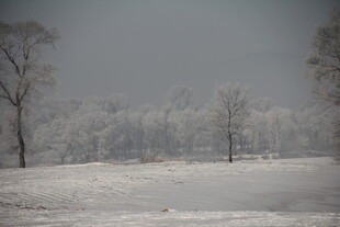 冬日雪景中的萧瑟树木