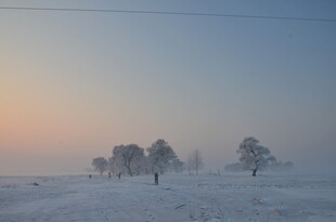 冬日雪野晨光中的树木