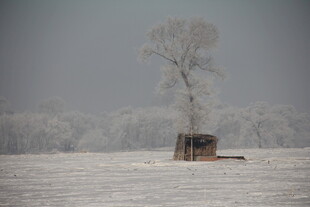 雪野孤树旁的小屋