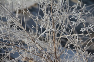 冬日冰霜覆盖的枯枝景象