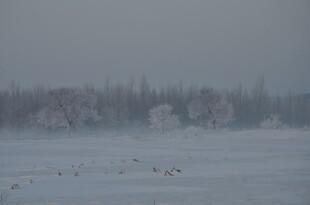 雪地飞鸟与远处林木景观
