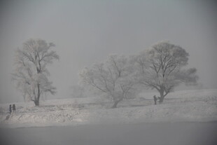 冬日雪景中的银装素裹树木