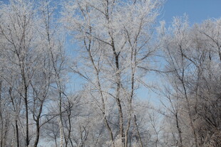 冬日银装素裹的树林景观