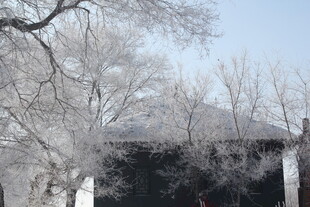 冬日银装素裹的树木景观