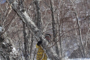 雪林中的啄木鸟