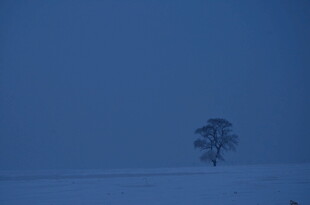 雪野孤树
