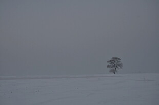 雪地孤树