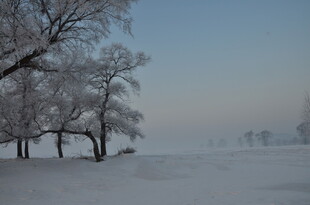冬日雪覆树木的纯净景致